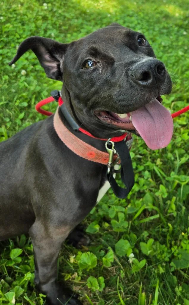 A baby medium-sized female Retriever dog named Buttercup for adoption in Sandusky, OH