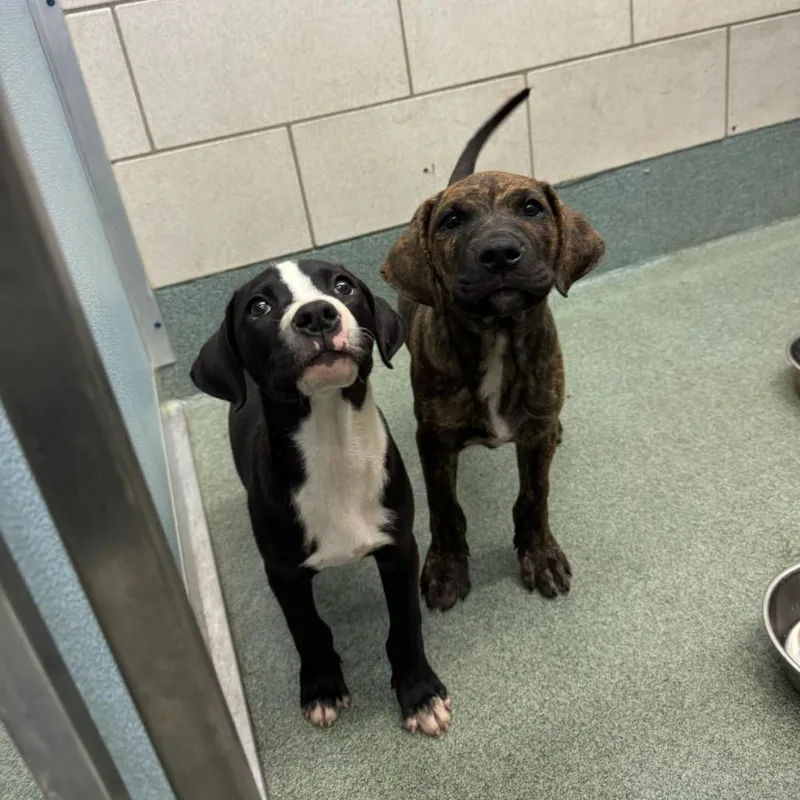 An adult small-sized female Black Plott Hound dog named Millie for adoption in Springboro, OH