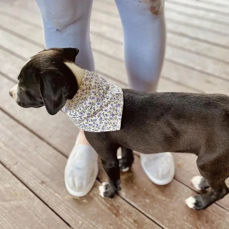 Millie thumbnail 6