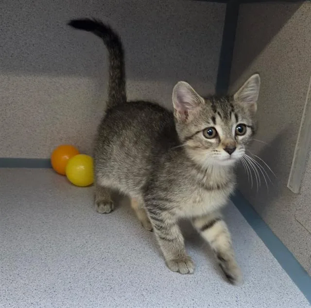 A baby small-sized female Domestic Short Hair cat named Aphrodite for adoption in Aliquippa, PA