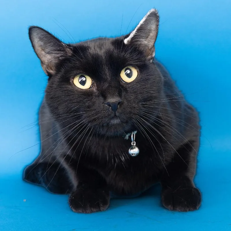 An adult large-sized male Black Domestic Short Hair cat named Moose for adoption in Franklin, TN