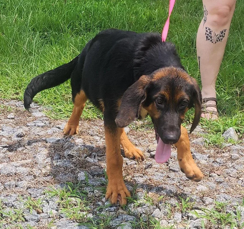 A young large-sized female Bloodhound dog named Little Zeus for adoption in Wetumpka, AL