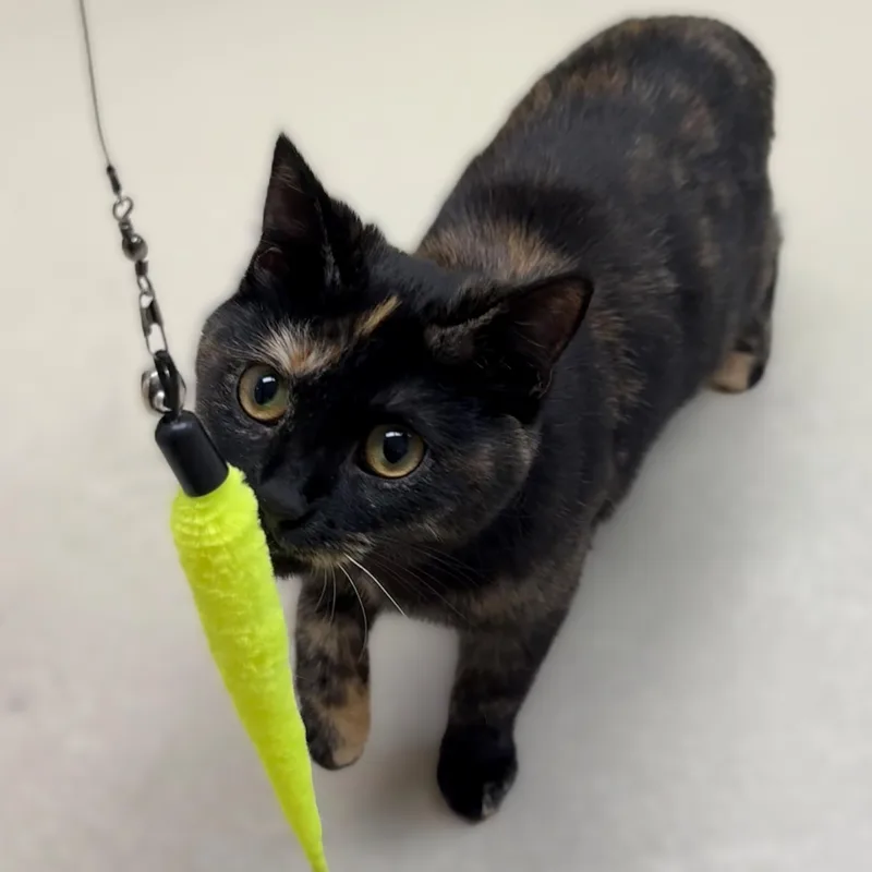 A young medium-sized female Tortoiseshell Domestic Short Hair cat named Maddy for adoption in Columbia, MD