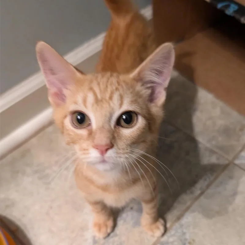 A baby small-sized male Orange / Red Domestic Short Hair cat named Horse for adoption in Columbiana, AL