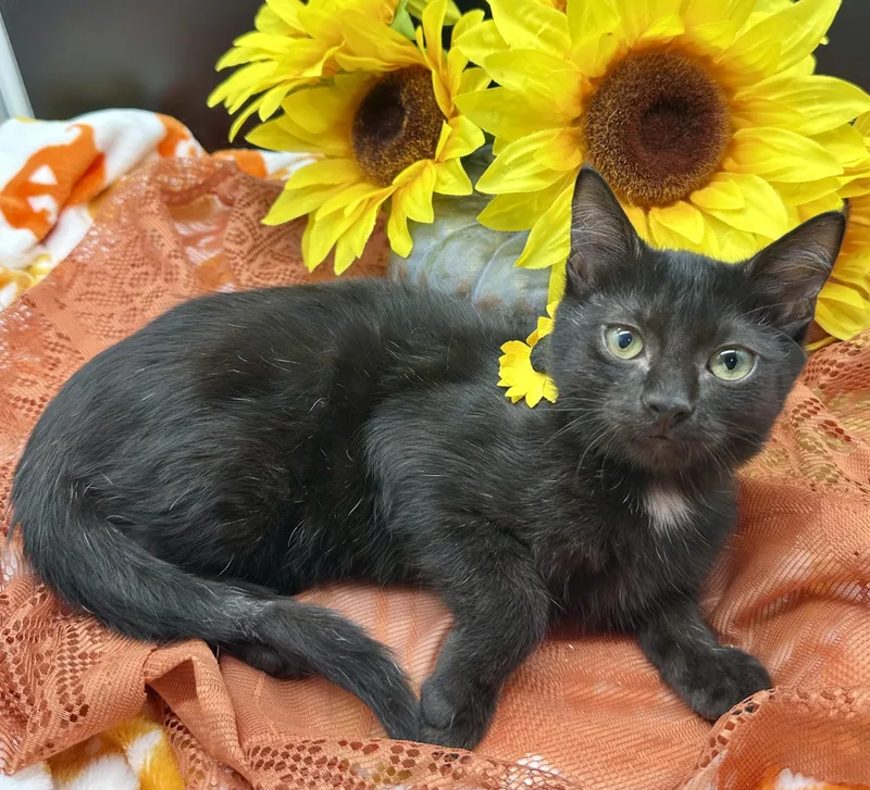 A baby small-sized male Black Domestic Short Hair cat named Oso for adoption in HUNTINGTON BEACH, CA