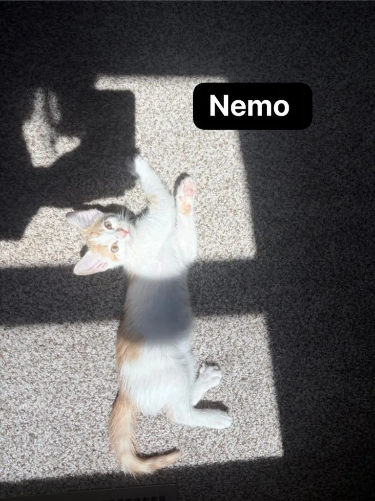 A baby medium-sized male Domestic Short Hair cat named Nemo for adoption in Johnson City, TN