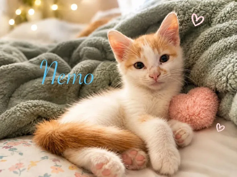 Nemo thumbnail 3