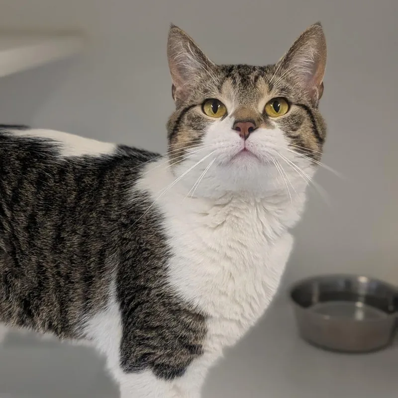 An adult small-sized male Brown / Chocolate Domestic Short Hair cat named Tink for adoption in Prairie du Chien, WI