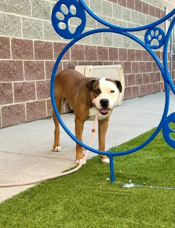 A young large-sized female Boxer dog named Ahsoka for adoption in Salt Lake City, UT