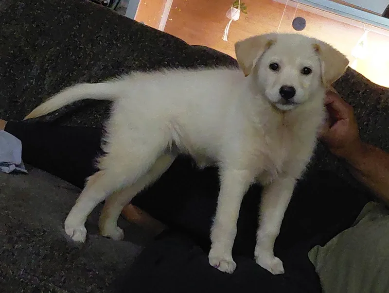 Snowball