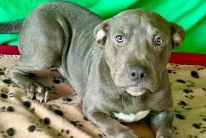 A baby medium-sized female Mixed Breed dog named Taco for adoption in Westland, MI