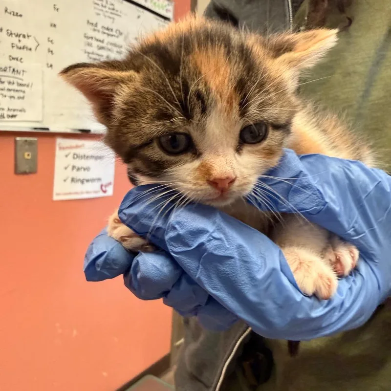 A baby small-sized female Calico Domestic Short Hair cat named Malibu for adoption in Flagstaff, AZ