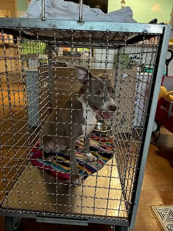 An adult medium-sized female Pit Bull Terrier dog named Pluto for adoption in Austin, TX