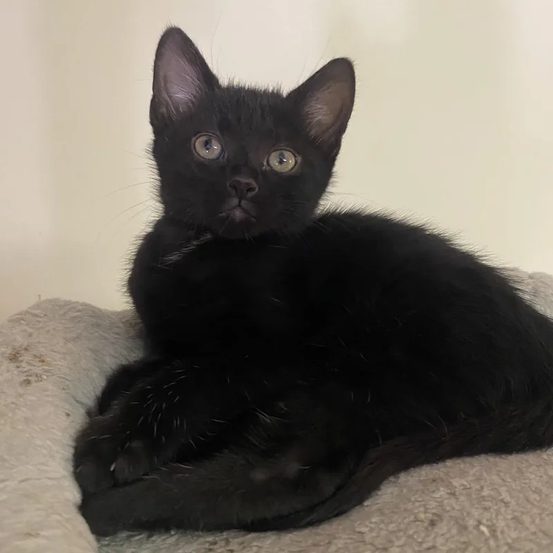 A baby small-sized male Black Domestic Short Hair cat named Allan for adoption in Atlanta, GA