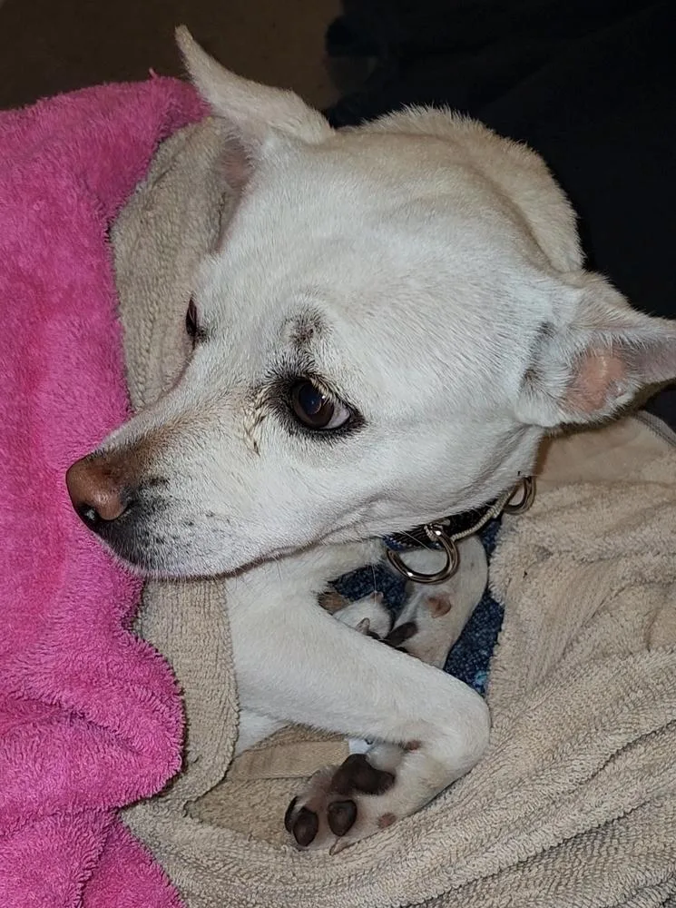 Conchita thumbnail 3