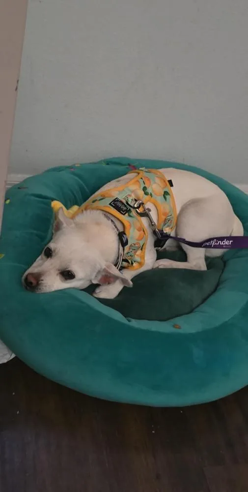 Conchita thumbnail 6