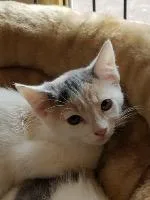 A senior small-sized female Domestic Short Hair cat named June for adoption in St. Augustine, FL