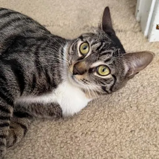 A young small-sized female Brown / Chocolate Domestic Short Hair cat named Shortcake for adoption in Greensburg, PA