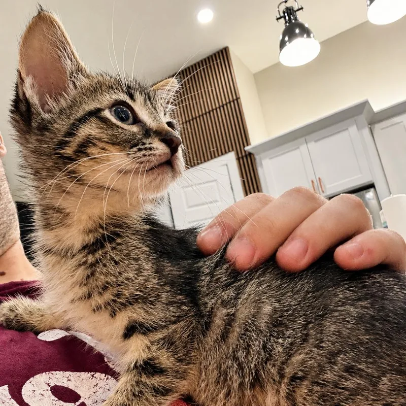 A baby small-sized male Brown / Chocolate Domestic Short Hair cat named Biscuit for adoption in Houston, TX