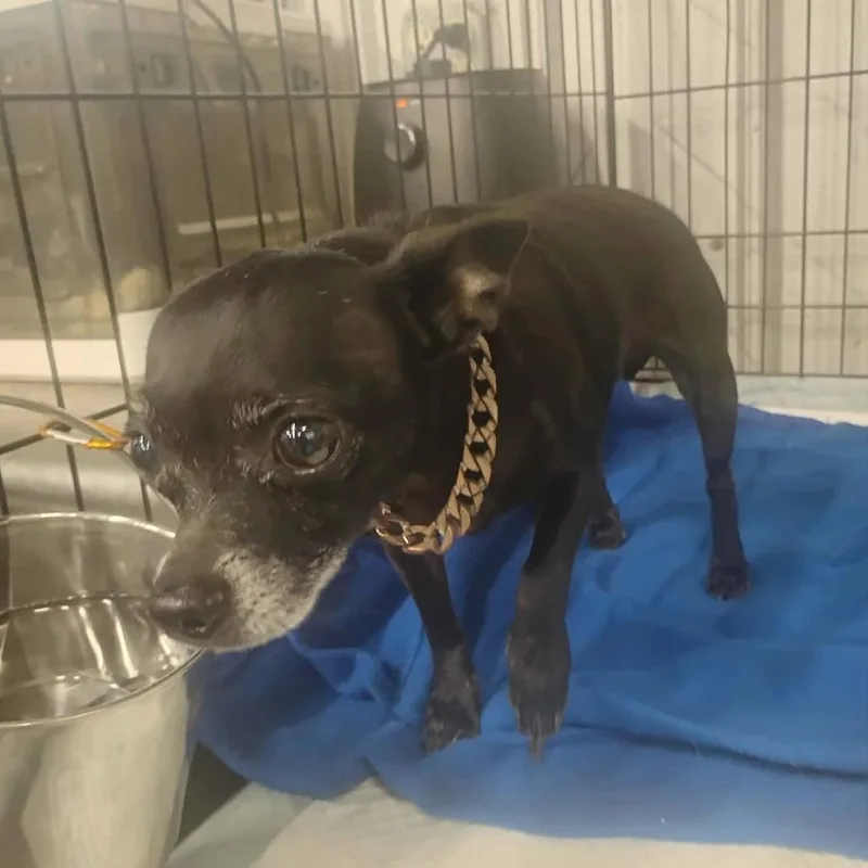 An adult small-sized male Black Chihuahua dog named Joshy for adoption in Dover, AR
