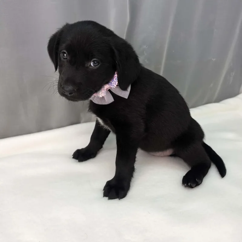 A baby medium-sized female Black Labrador Retriever dog named Akron for adoption in Foley, AL