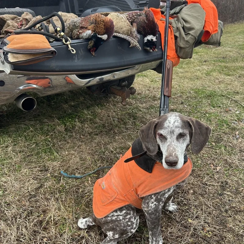 A senior large-sized female Brown / Chocolate German Shorthaired Pointer dog named Lucy for adoption in Whitehouse Station, NJ