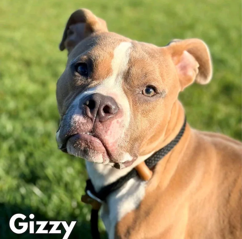 An adult large-sized male Pit Bull Terrier dog named Gizzy for adoption in merrillville, IN