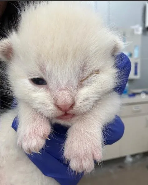 A baby medium-sized male Domestic Short Hair cat named Leon for adoption in Dallas, TX