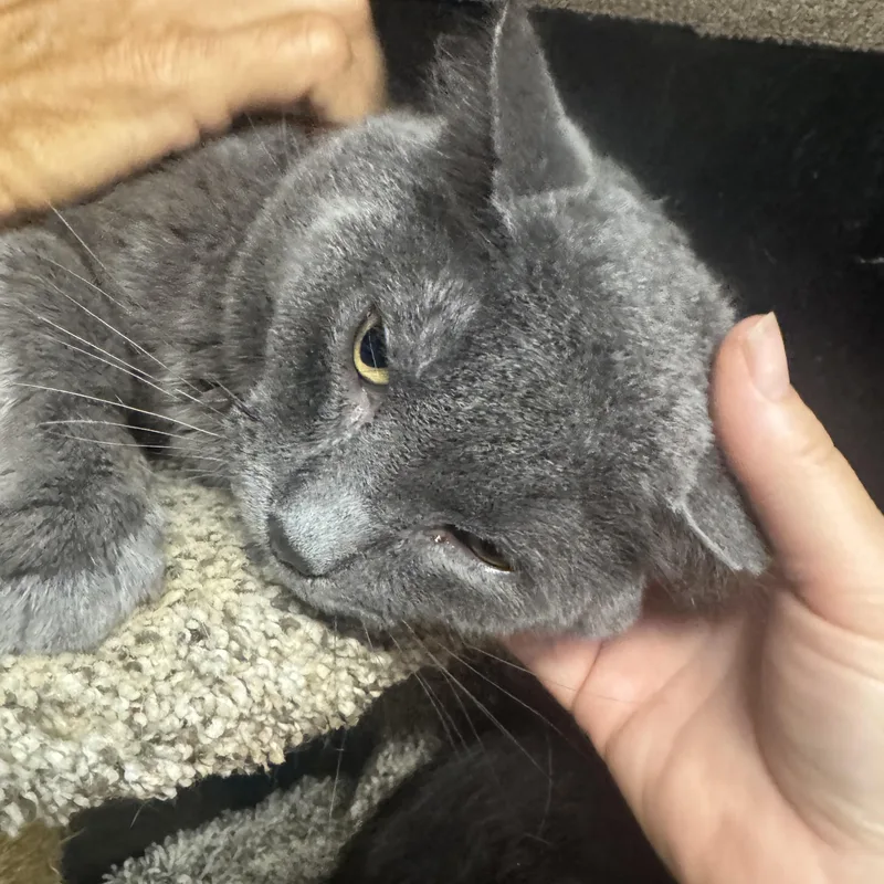 Teddy thumbnail 3
