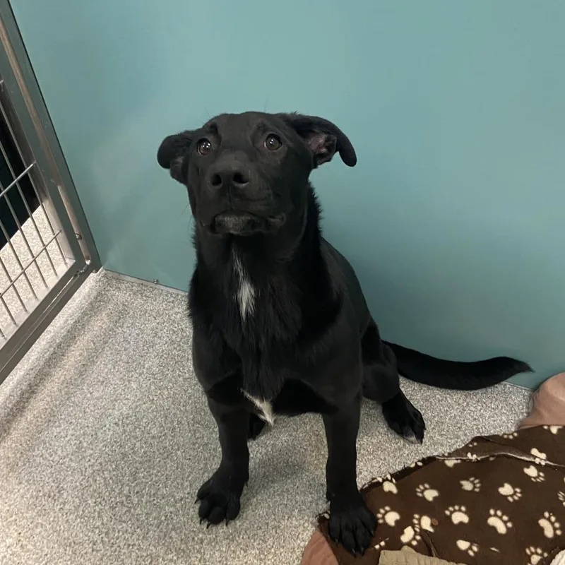 A baby large-sized female Black Mixed Breed dog named Kalny for adoption in Washington Township, OH