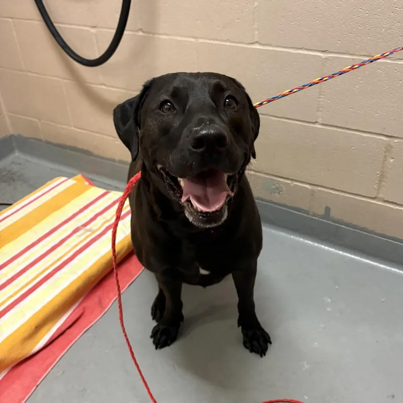 An adult large-sized male Black Labrador Retriever dog named Kylo for adoption in Tacoma, WA