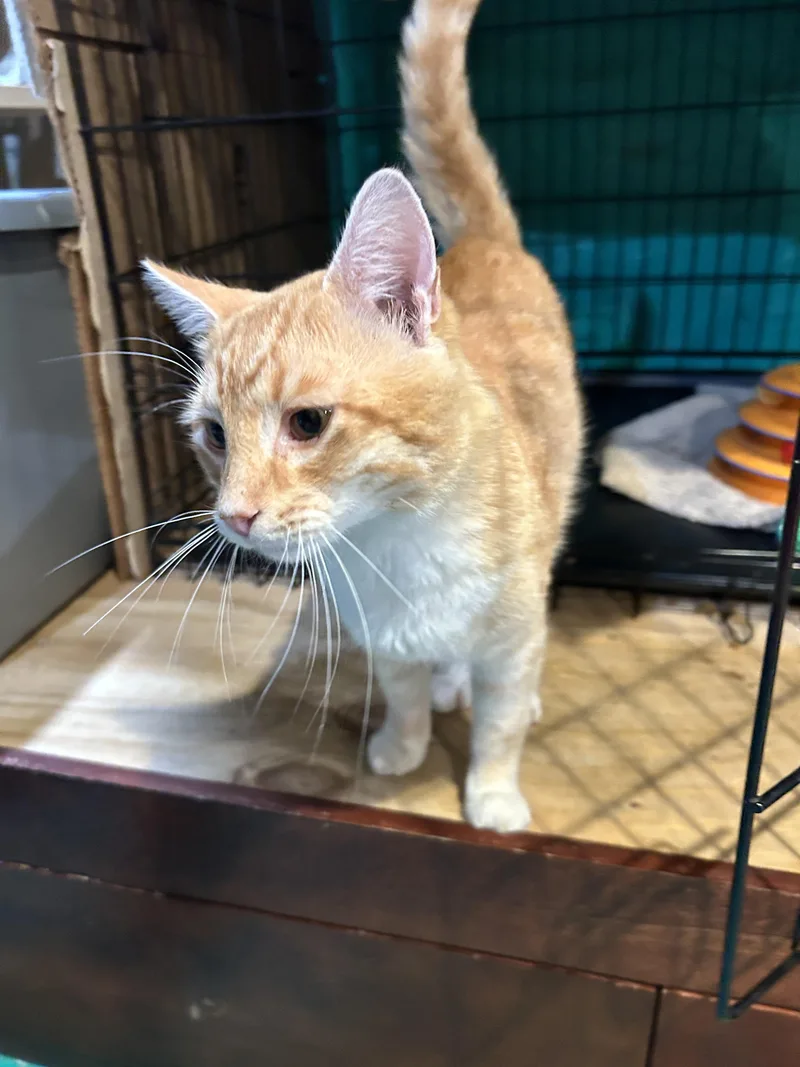 A baby large-sized male Domestic Short Hair cat named Andrew for adoption in Havertown, PA