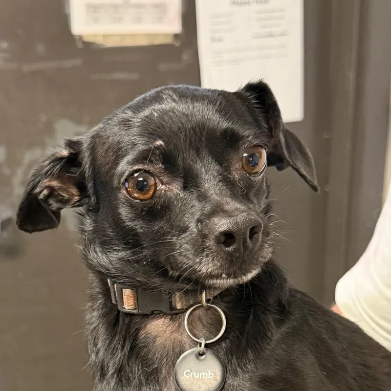 An adult medium-sized female Black Chihuahua dog named Zoey for adoption in Yuma, AZ