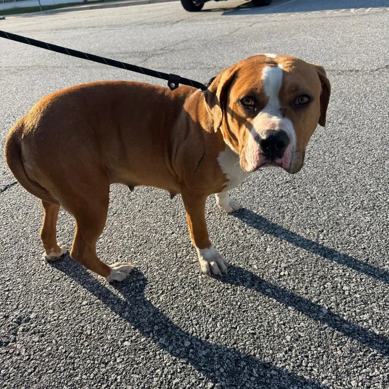 An adult large-sized female Brown / Chocolate Mixed Breed dog named Straytechnologyparkway for adoption in Columbus, GA
