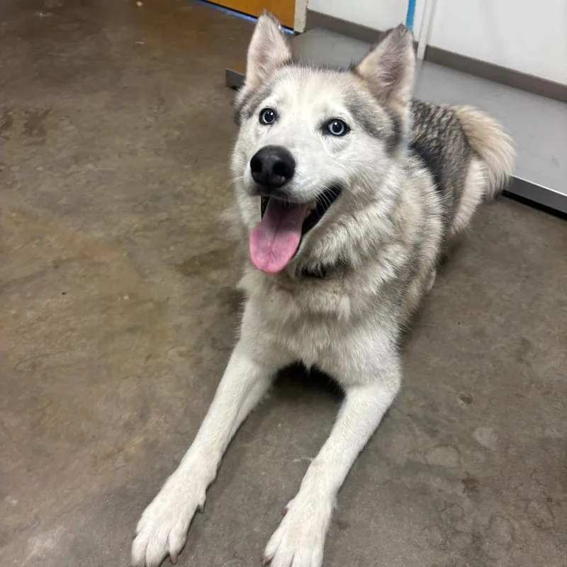 An adult large-sized male Gray / Blue / Silver Siberian Husky dog named Yukon for adoption in Ottawa, KS