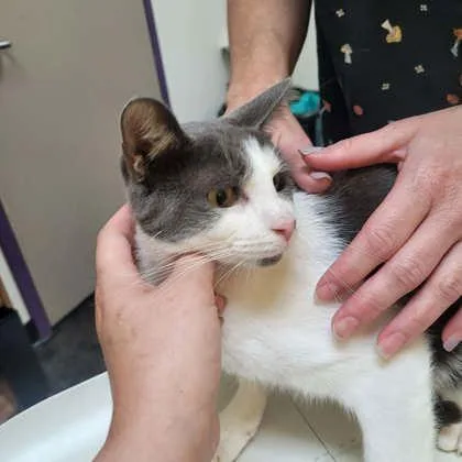 An adult medium-sized female Domestic Short Hair cat named Mia for adoption in Memphis, TN