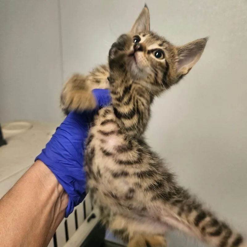 A baby small-sized female Brown / Chocolate Domestic Short Hair cat named Provalone for adoption in Hattiesburg, MS