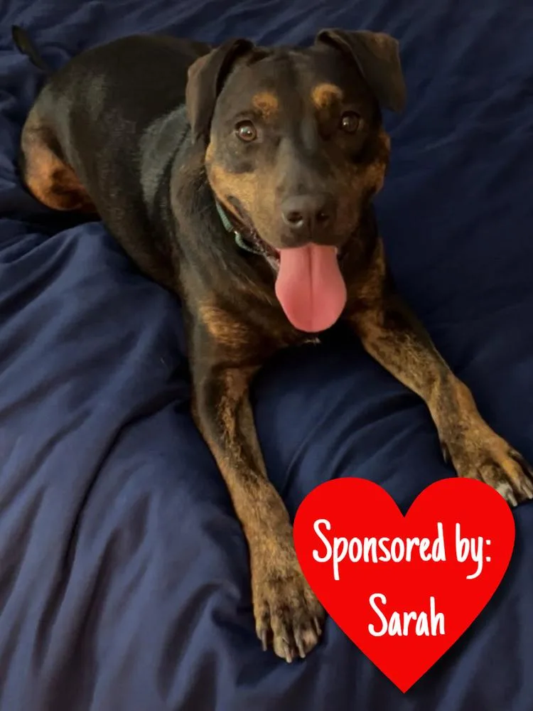 An adult medium-sized female Tricolor (Brown, Black, & White) Mixed Breed dog named Olive for adoption in San Leon, TX
