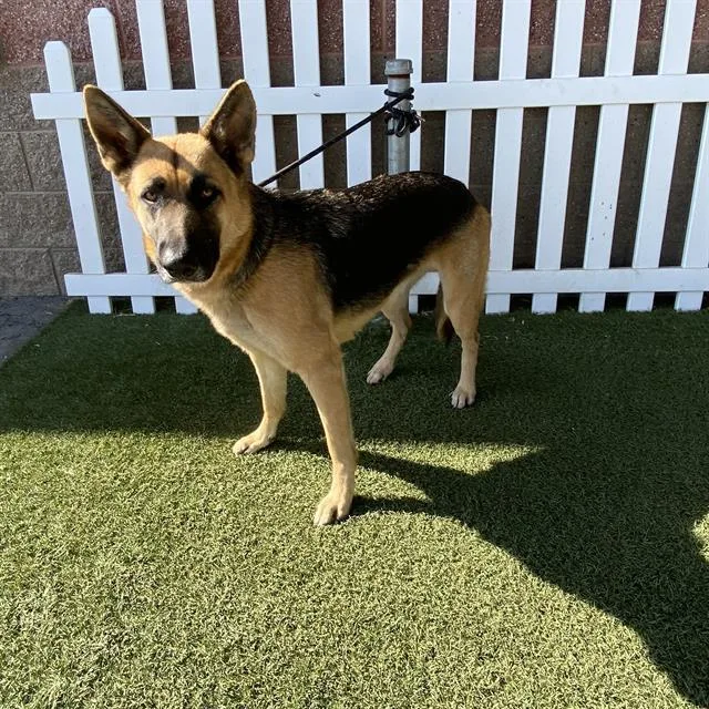 Nala