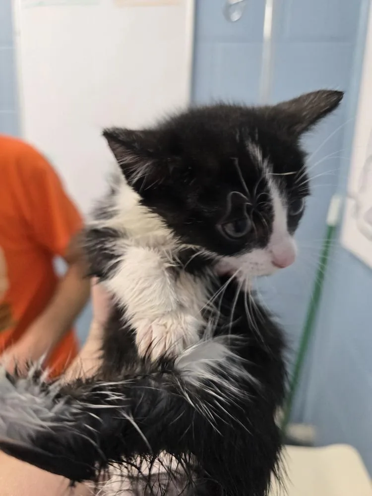 A baby small-sized female Black & White / Tuxedo Domestic Short Hair cat named Kate Flax for adoption in Evansville, IN