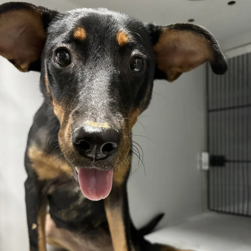 A baby medium-sized female Black Doberman Pinscher dog named Hot Girl Summer for adoption in Beaumont, TX