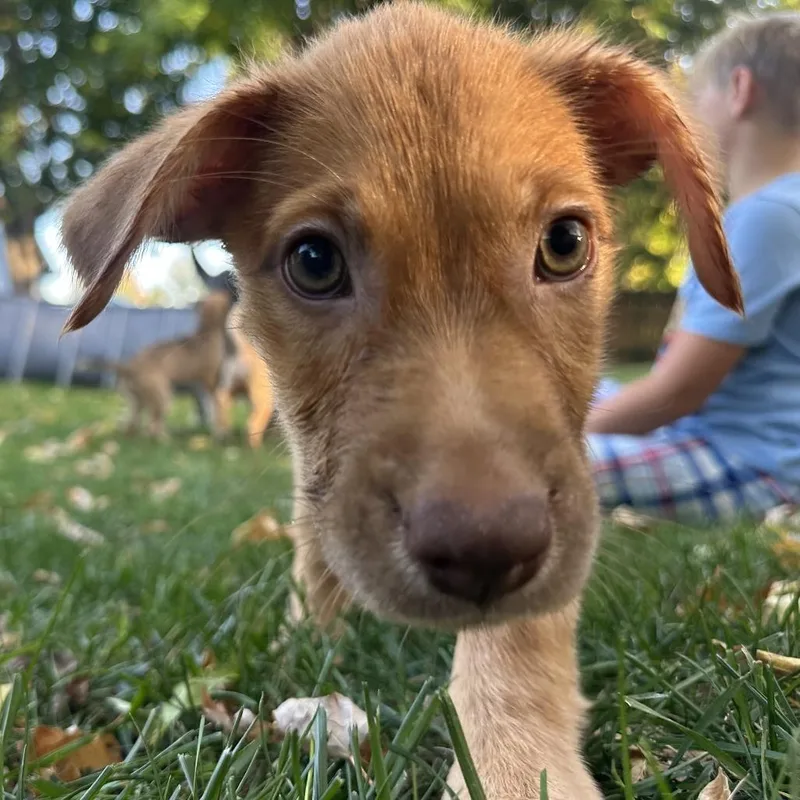 A baby medium-sized female Labrador Retriever dog named Rita D for adoption in Minnetonka, MN