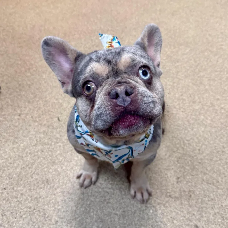An adult medium-sized male Gray / Blue / Silver French Bulldog dog named Archie for adoption in Valparaiso, IN