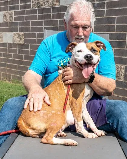 An adult large-sized female Mixed Breed dog named Left Eye for adoption in Chamblee, GA