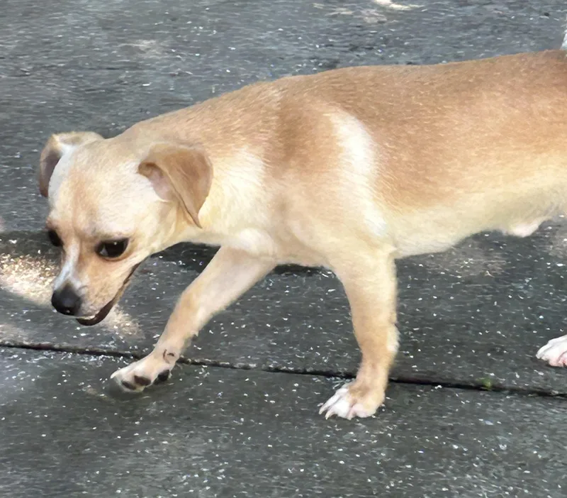 A young small-sized male Chihuahua dog named Remy for adoption in Sarasota, FL