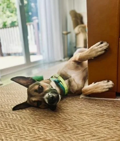 A young large-sized male German Shepherd Dog dog named Xander for adoption in San Diego, CA