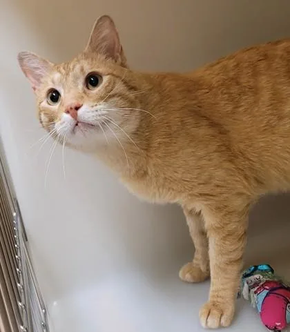 A senior large-sized male Domestic Short Hair cat named Banana for adoption in Kalispell, MT