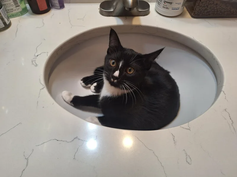 A young large-sized male Black & White / Tuxedo Domestic Short Hair cat named Hank and Ace for adoption in Seattle, WA