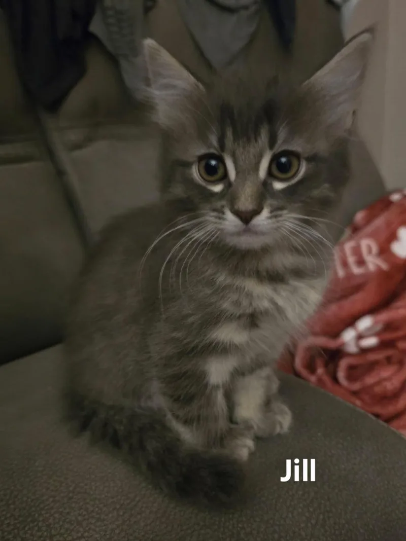 A baby medium-sized female Tabby (Tiger Striped) Domestic Long Hair cat named Jill for adoption in Chicopee, MA