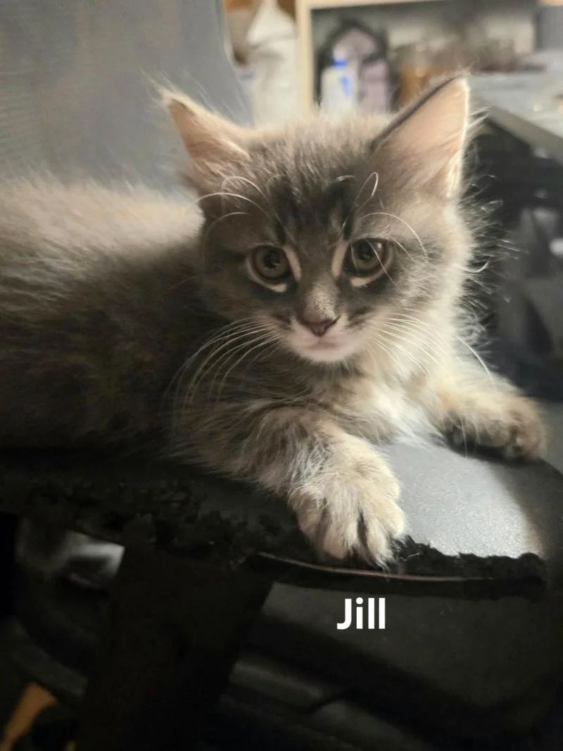 Jill thumbnail 3